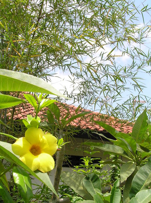 2005_indonesiatrip_222_2